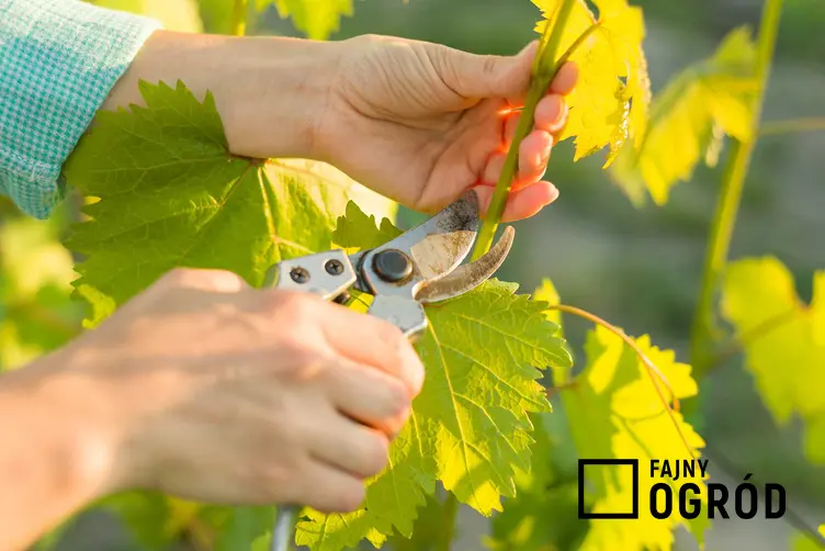 Przycinanie winogron wiosną i cięcie winogron po posadzeniu, czyli obcinanie winogron i winorośli krok po kroku