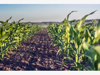 Ilustracja artykułu nawożenie kukurydzy krok po kroku - poradnik praktyczny