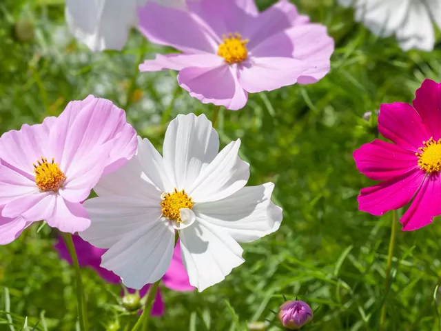 Onętek: uprawa i pielęgnacja kwiatów