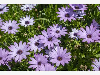 Ilustracja artykułu dimorfoteka ogrodowa - piękny kwiat - wysiew, uprawa, pielęgnacja, porady