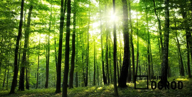 Drzewa w lesie i przebijające słońce, a także pielęgnacyjne cięcie lasu i cięcia pielęgnacyjne drzew liściastych i iglastych