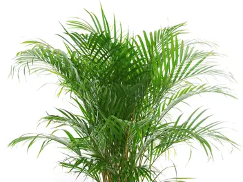 Ilustracja artykułu palma betelowa (areca catechu) - uprawa, pielęgnacja, podlewanie, praktyczne porady