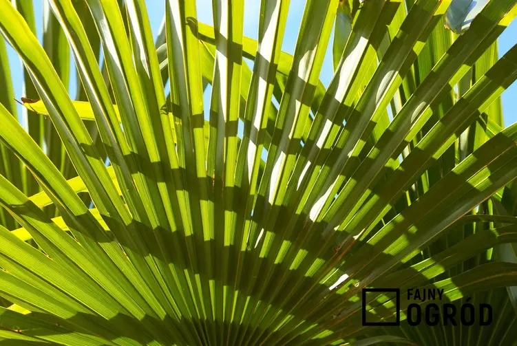 Palma waszyngtonia oraz gatunki palmy, w tym  washingtonia robusta jej pielęgnacja, choroby, uprawa, sadzenie, rozmnażanie