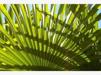 Ilustracja artykułu palma waszyngtonia w doniczce - uprawa, pielęgnacja, choroby, porady