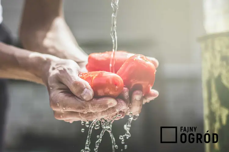 Parzenie pomidorów pod bieżącą wodą i obieranie pomidorów ze skórki, czyli porady jak sparzyć pomidory