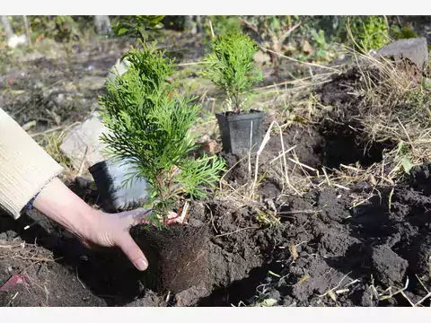 Najlepsza ziemia do iglaków