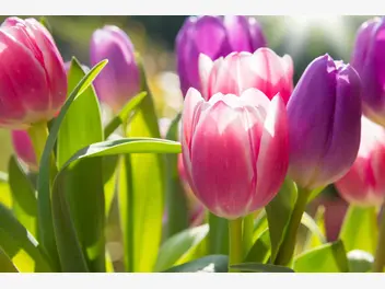 Ilustracja artykułu tulipan jerozolimski - opis, ceny cebulek, uprawa, pielęgnacja, porady