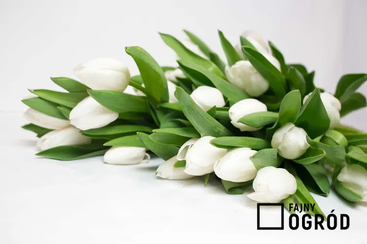 Bukiet białych tulipanów. a także białe tulipany w ogrodzie oraz uprawa i pielęgnacja białych tulipanów krok po kroku