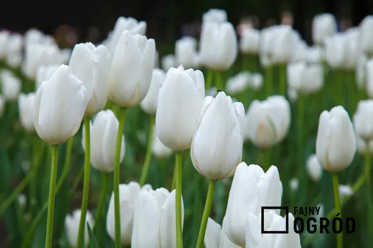 Białe tulipany w czasie kwitnienia oraz bukiet białych tulipanów, a także ich uprawa i pielęgnaja w ogrodzie