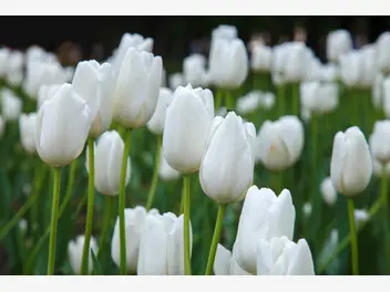 Ilustracja artykułu białe tulipany - popularne odmiany, uprawa, pielęgnacja, porady