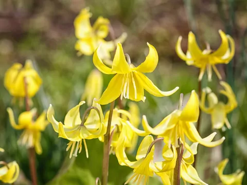 Psiząb - uprawa i pielęgnacja