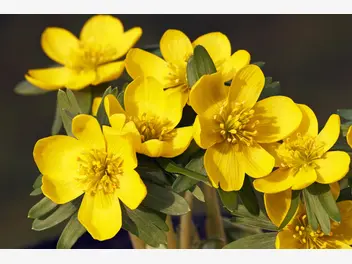 Ilustracja artykułu kwiat rannik - zimowy i wiosenny - opis, uprawa, pielęgnacja, porady