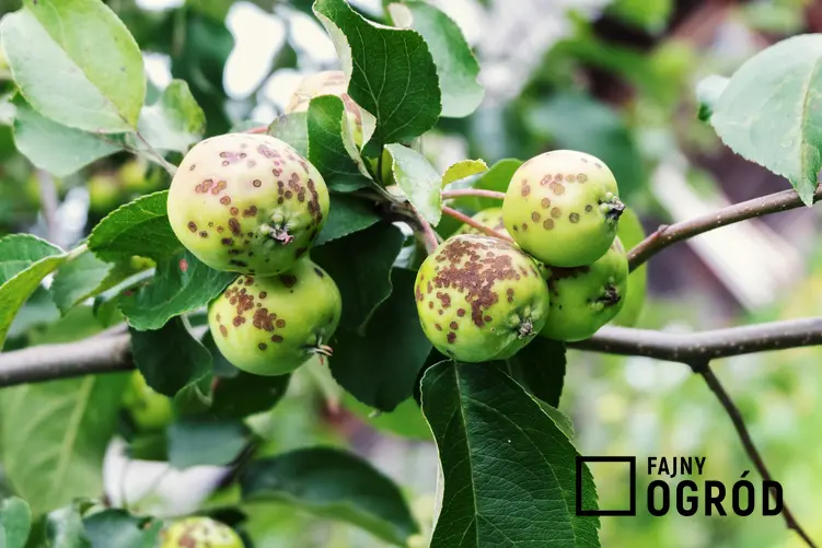 Parch na owocach, a także popularne choroby drzew owocowych, w tym jabłoni