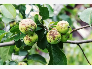 Ilustracja artykułu najczęstsze choroby drzew owocowych i ich zwalczanie - praktyczny poradnik