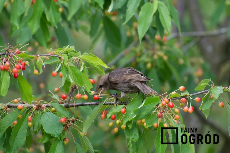 Ptak żerujący na drzewku owocowym, a także odstraszanie ptaków i urządzenie do odstraszania ptaków