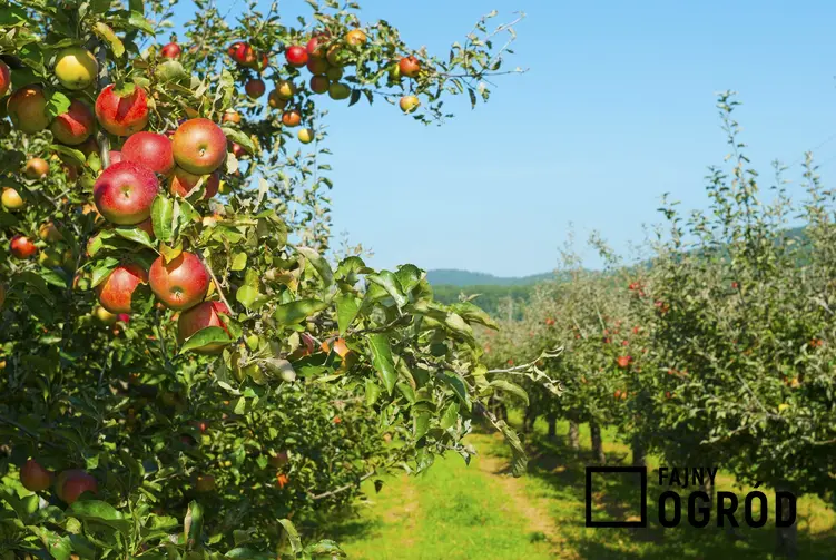 Jabłonie owocujące w sadzie, a także dawne odmiany jabłoni, ich opis i sadzonki