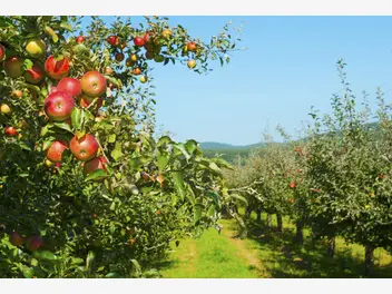 Ilustracja artykułu stare odmiany jabłoni - przegląd sadzonek, uprawa, pielęgnacja