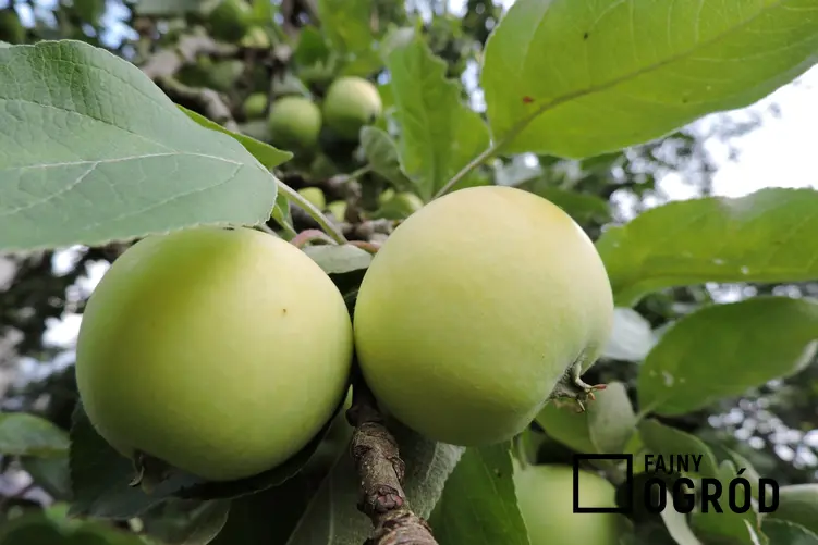 Jabłka dojrzewające na jabłoni, a także polecane stare odmiany jabłoni do ogrodu
