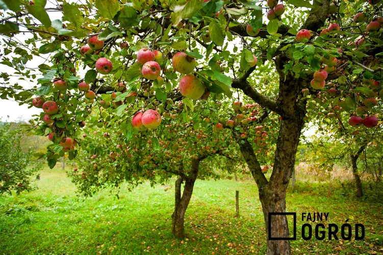 Jabłonie rosnące w sadzie owocowym, a także odmiana jabłoni warta polecenia