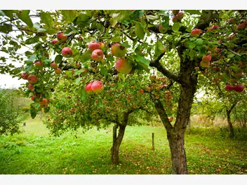 Ilustracja artykułu 10 najpopularniejszych odmian jabłoni w polsce - sprawdź je!