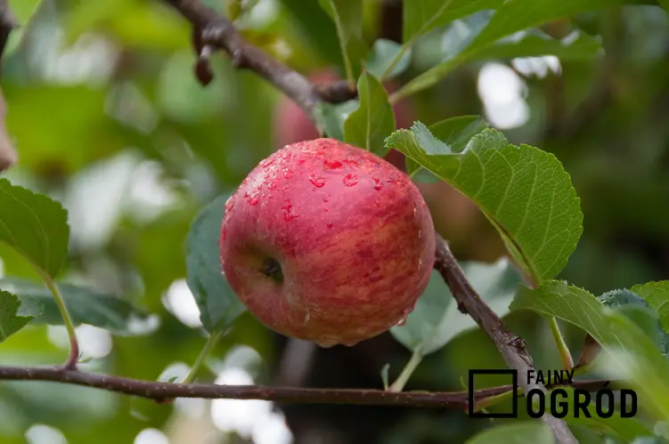 Dojrzałe jabłko na jabłoni, a także odminy jabłek i smaczne gatunki do ogrodu