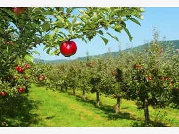 Ilustracja artykułu 5 wczesnych odmian jabłoni, które warto znać - poznajesz je?