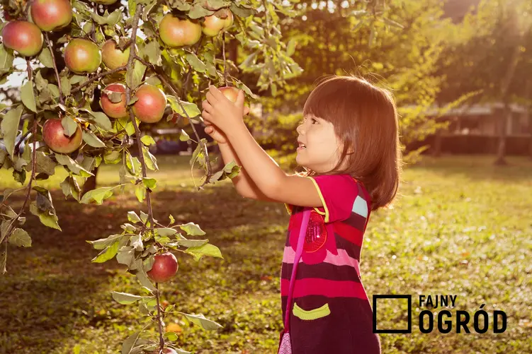 Dziewczyna zrywająca jabłka z jabłoni, a także zimowe odmiany jabłoni i wczesna odmiana jabłoni