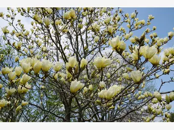 Ilustracja artykułu magnolia żółta - odmiany, cena, uprawa, pielęgnacja, porady