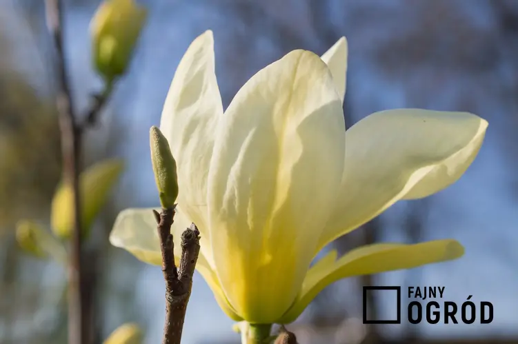 Magnolia żółta i zbliżenie na jej kwiat, a także polecane odmiany i zasady uprawy oraz pielęgnacja magnolii