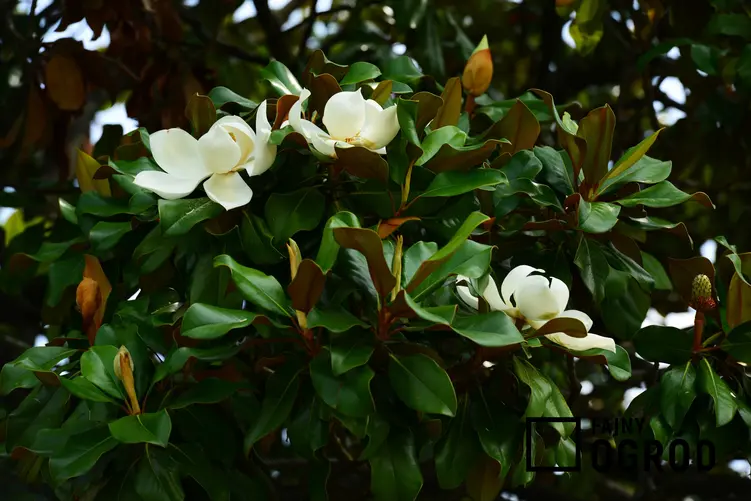 Magnolia podczas kwitnienia, a także popularne Choroby magnolii i szkodniki magnolii