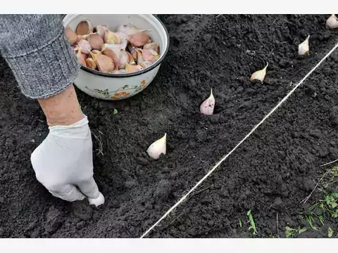 Sadzenie i uprawa czosnku wiosennego