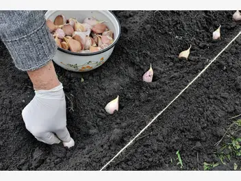 Ilustracja artykułu sadzenie i uprawa czosnku wiosennego krok po kroku - poradnik praktyczny