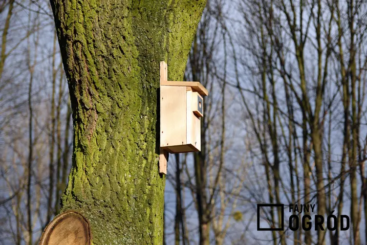 Domek dla ptaków na drzewie, a dokładniej budki dla ptaków i budki lęgowe