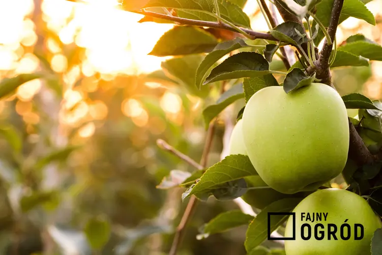 Jabłka Golden Delicious na drzewie, a także polecane zimowe odmiany jabłoni