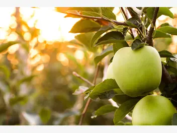 Ilustracja artykułu 4 zimowe odmiany jabłoni, które warto znać - poznaj je wszystkie