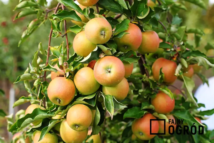 Jabłka odmiany Jonagold na drzewie oraz inne polecane zimowe odmiany jabłoni