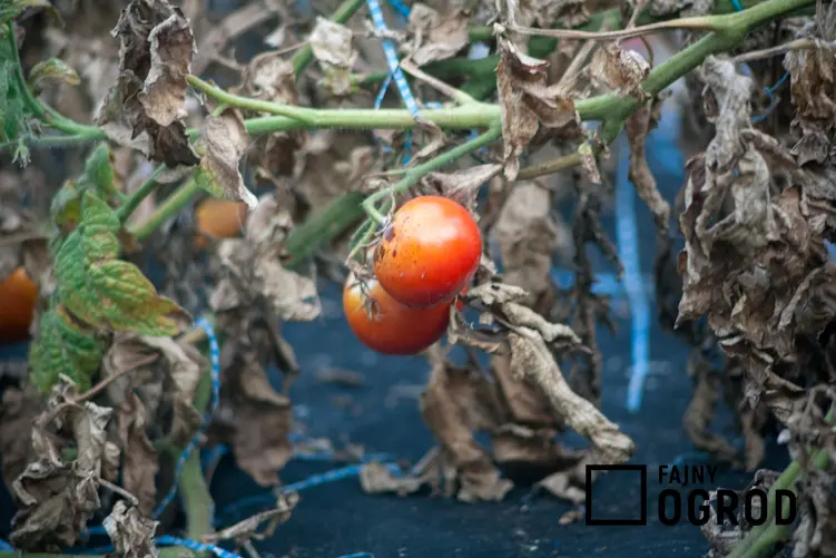 Choroby pomidorów, a dokładniej brunatna plamistość liści pomidora i jej zwalczanie