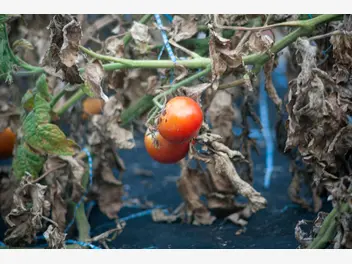 Ilustracja artykułu brunatna plamistość liści pomidora - zwalczanie krok po kroku