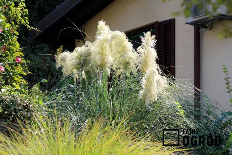 Trawa pampasowa na tle domu oraz sadzonki trawy pampasowej