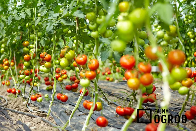 Pomidory rzysmkie lub pomidory śliwkowe na krzaczkach, a także ich uprawa