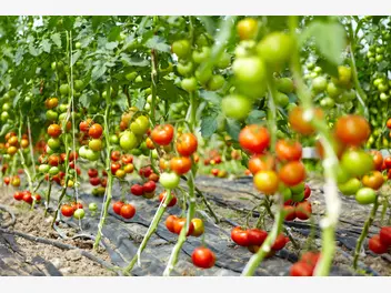 Ilustracja artykułu pomidory rzymskie i pomidory śliwkowe - uprawa, pielęgnacja, sadzenie
