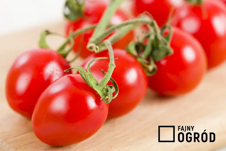 Pomidory rzysmkie na desce, czyli pomidory śliwkowe jako najsmaczniejsze odmiany pomidorów