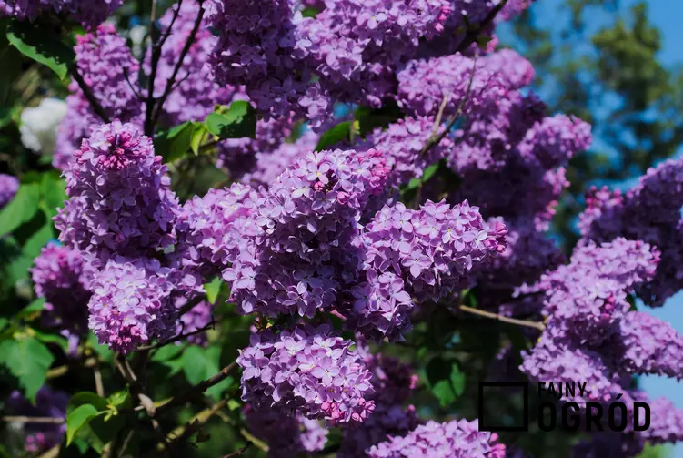 Lilak czy też popularne bez w czasie kwitnienia, a także jego odmiany i uprawa