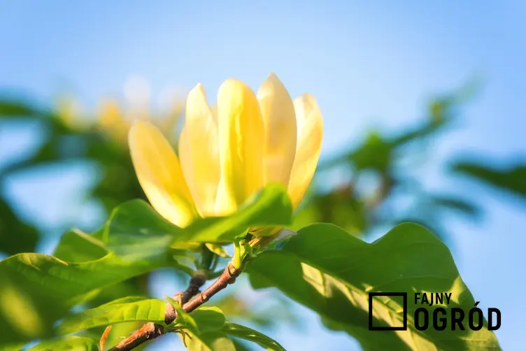 Magnolia yellow bird w czasie kwitnienia, czyli magnolia żółta, jej cena, uprawa i pielęgnacja