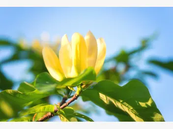 Ilustracja artykułu magnolia ‘yellow bird’ - cena, uprawa, pielęgnacja, porady