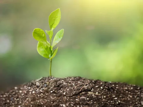 Okres wegetacyjny roślin w Polsce