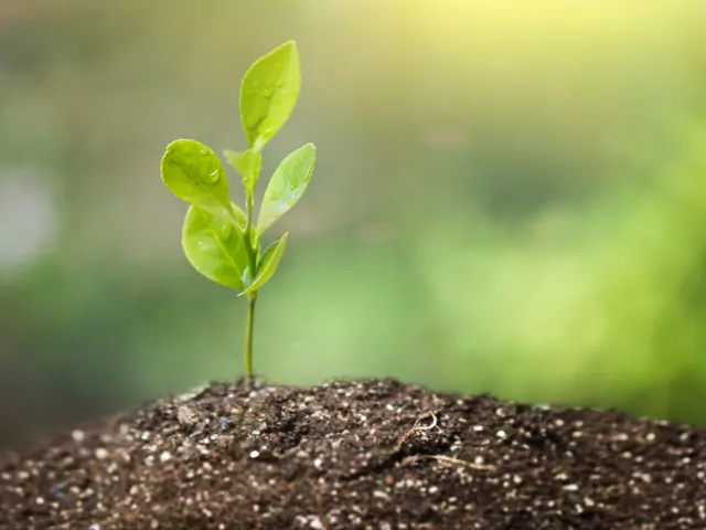 Okres wegetacyjny roślin w Polsce