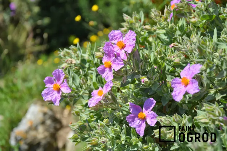 Kwitnące kwiaty w ogrodzie oraz okres wegetacyjny w Polsce, czyli okres wegetacji roślin