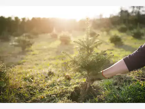 Sadzonki świerka - ceny i porady