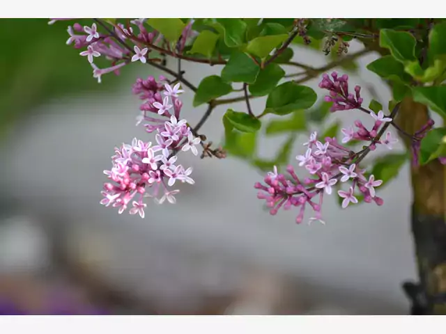 Lilak Meyera 'Palibin' - uprawa i pielęgnacja